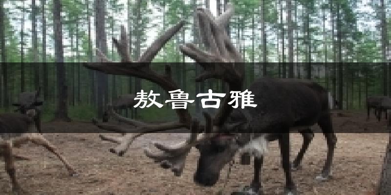 敖鲁古雅天气预报十五天