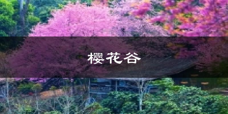 腾冲樱花谷天气预报未来一周