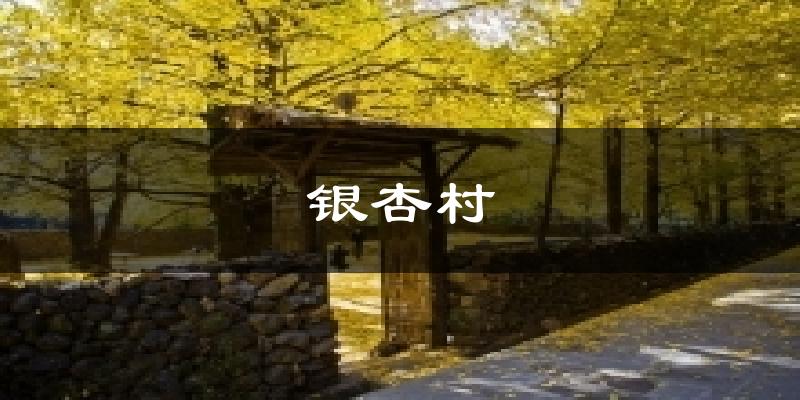 银杏村天气预报十五天