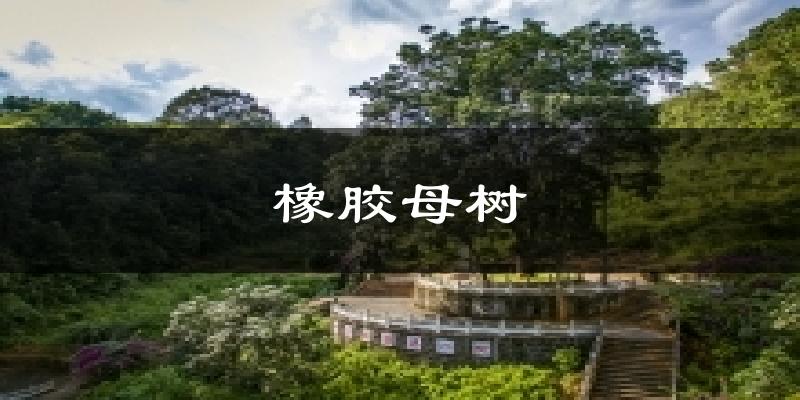 橡胶母树气温