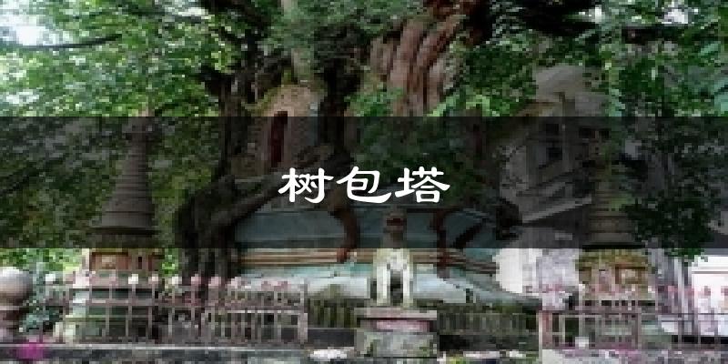 树包塔气温
